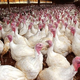 One of the senate candidate's 26 turkey farms.
